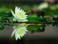 今夜，我忽然逆思