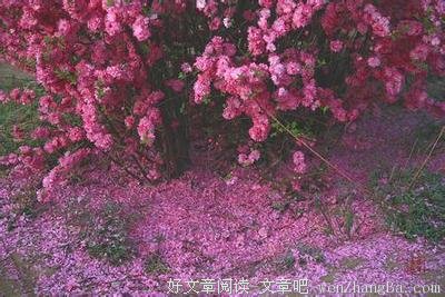 绚烂过了，就是圆满