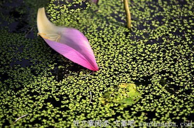 花瓣，在春风中飘落（十四）