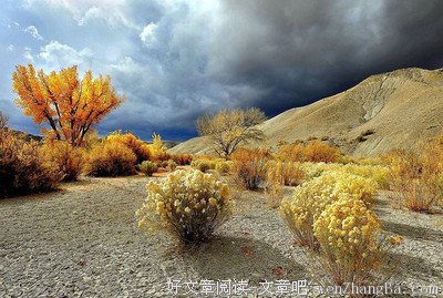网络情缘