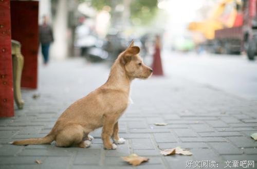 婆婆的狗