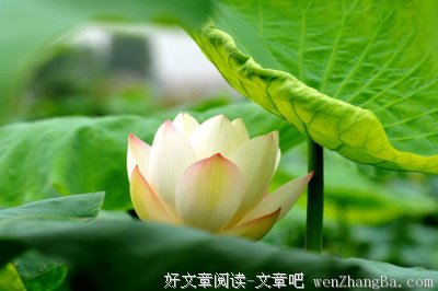 好文推荐——《澄清一洗心》