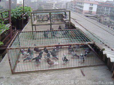 鸽子与鸽子的不同