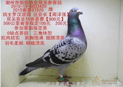 说鸽