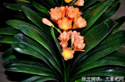 顽强的君子兰