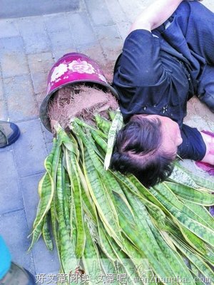 窗外婆婆花