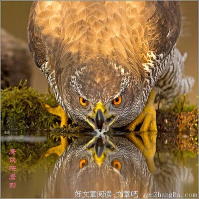 捕获瞬间