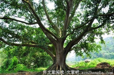 村口的老杨树