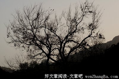  美丽的树影