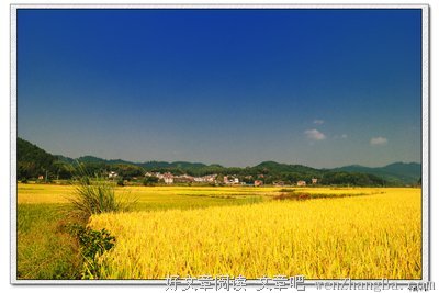  田野金秋