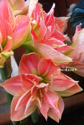 生活的泥点子里会沾着花瓣