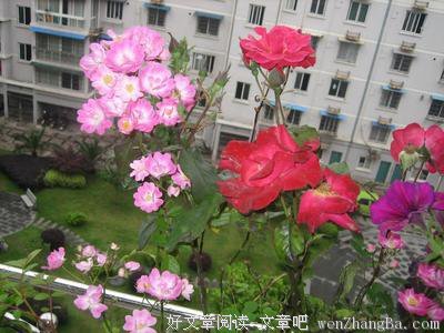  生命的琴声