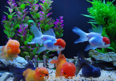 金鱼的记忆不止7秒
