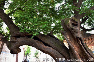 坐在老槐树的怀里