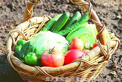 疯狂的白菜