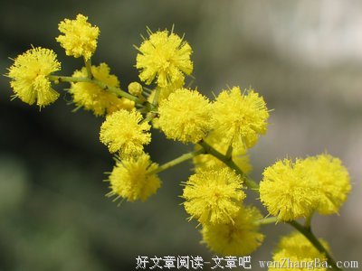 合欢，合欢