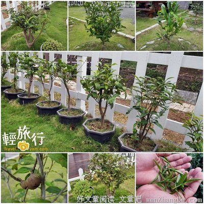  茶香人情，杯盏不是清净身