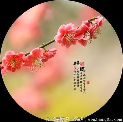 梅魂