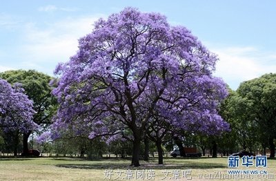  蓝花楹