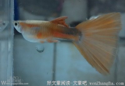 月光的死亡
