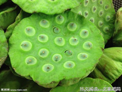  莲蓬烟管