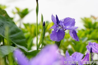蓝色鸢尾朵朵开水