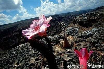  龙血树的生存智慧