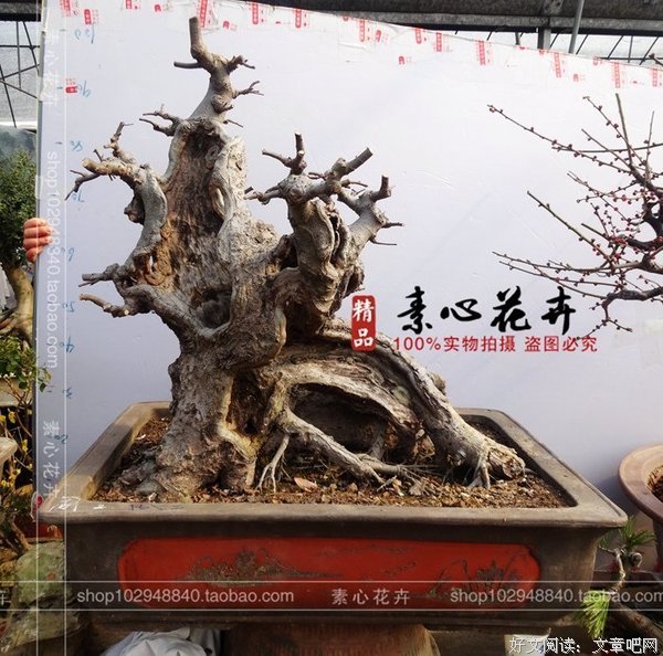  舍枝