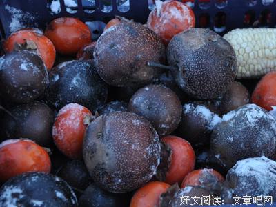  故乡的冻梨