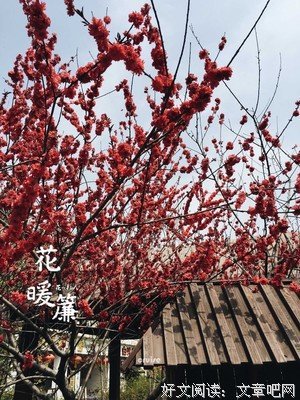 天下慈花暖江山