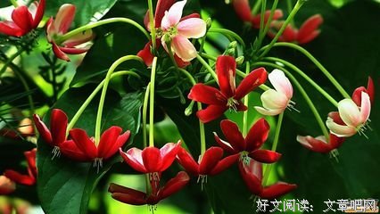  心灵花开