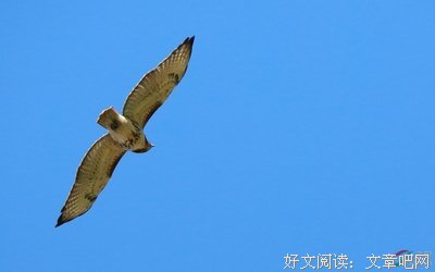飞翔的红尾鹰