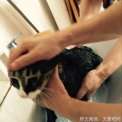  瘦鹅”启示