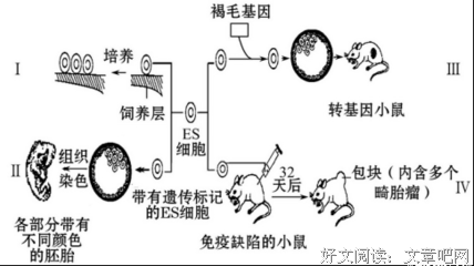  左家基因