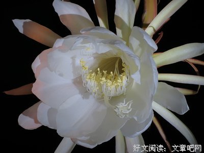 昙花开放