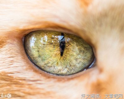 你看，你看，猫的眼