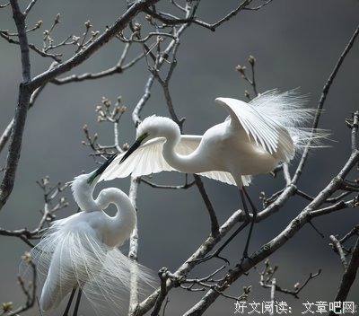 鸟的私语