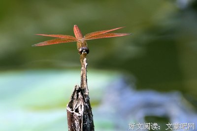  我们这里还有鱼