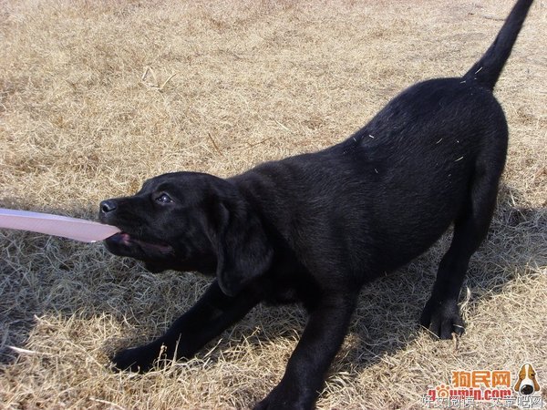  落选的拉布拉多犬