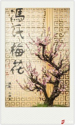 小满时节梅花开不开