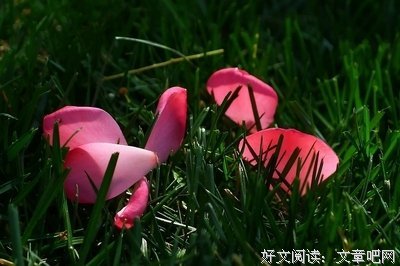 落红