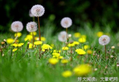 种子的信仰
