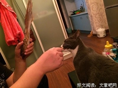贪污的猫