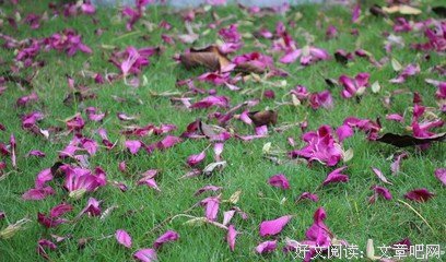 紫荆花落，洒一地微凉