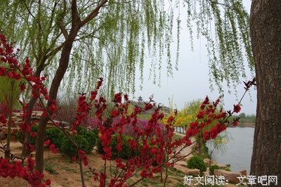 花开朵朵禅