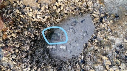 潮水不会淹没高大的礁石