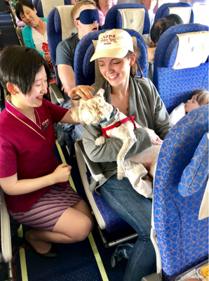  如果冲上飞机跑道的不是一只小狗