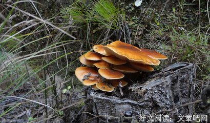 炊烟催你回