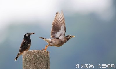 父亲的鸟