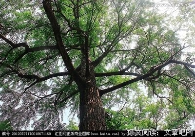 风里的“鸭脚”银杏